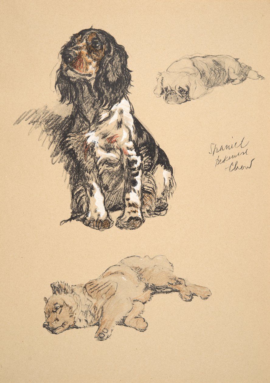 Spaniel, pequinês e Chow, 1930, ilustrações de seu livro de desenho usado para &39;apenas entre amigos&39;, Aldin, Cecil Charles Windsor (1870-1935), mais tarde publicado pela Eyre e Spottiswoode Limited, 1934, Ch de Cecil Charles Windsor Aldin