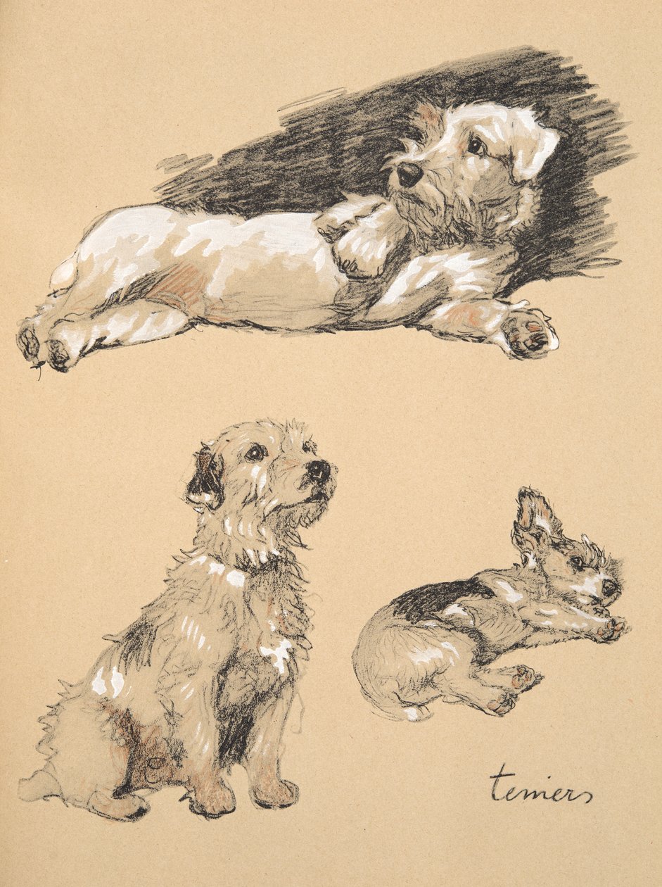 Terriers, 1930, ilustrações de seu livro de desenho usado para &39;Só entre amigos&39;, Aldin, Cecil Charles Windsor (1870-1935), mais tarde publicado pela Eyre e Spottiswoode Limited, 1934, giz e carvão de Cecil Charles Windsor Aldin
