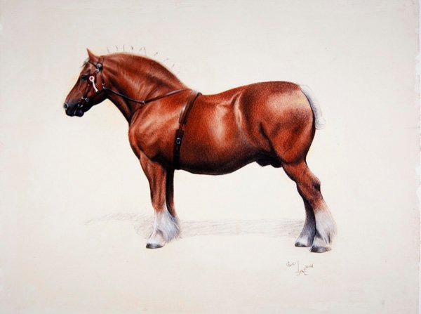 Um soco Suffolk Punch (pastel sobre papel) campeão de Cecil Charles Windsor Aldin