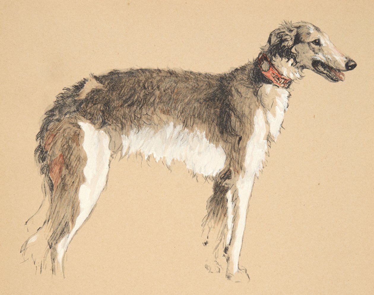 Borzoi, 1930, ilustrações de seu caderno de desenho usado para apenas entre amigos, mais tarde publicado por Eyre e Spottiswoode Limited, 1934 (giz e charcolal no papel) de Cecil Charles Windsor Aldin