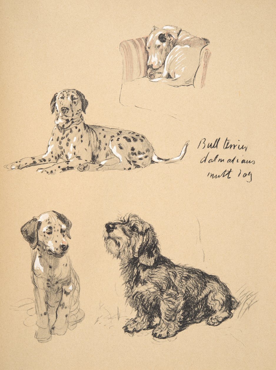 Bull Terrier, Dálmatas e Dog Mutt, 1930, ilustrações de seu caderno de desenho usado para apenas entre amigos, Aldin, Cecil Charles Windsor (1870-1935), mais tarde publicado pela Eyre e Spottiswoode Limited, de Cecil Charles Windsor Aldin