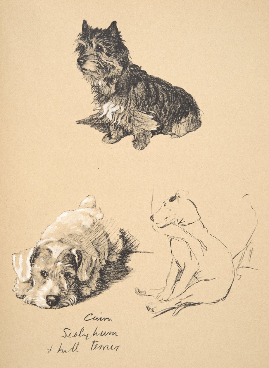 Cairn, Sealyham e Bull Terrier, 1930, ilustrações de seu caderno de desenho usado para apenas entre amigos, Aldin, Cecil Charles Windsor (1870-1935), mais tarde publicado pela Eyre e Spottiswoode Limited, 1934 de Cecil Charles Windsor Aldin