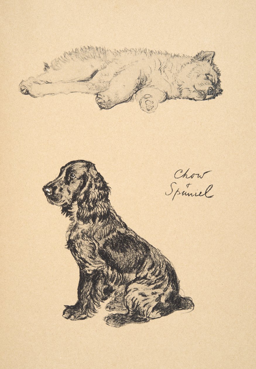 Chow and Spaniel, 1930, ilustrações de seu livro de esboços usado para &39;Só entre amigos&39;, Aldin, Cecil Charles Windsor (1870-1935), mais tarde publicado pela Eyre e Spottiswoode Limited, 1934, Chalk e Ch de Cecil Charles Windsor Aldin