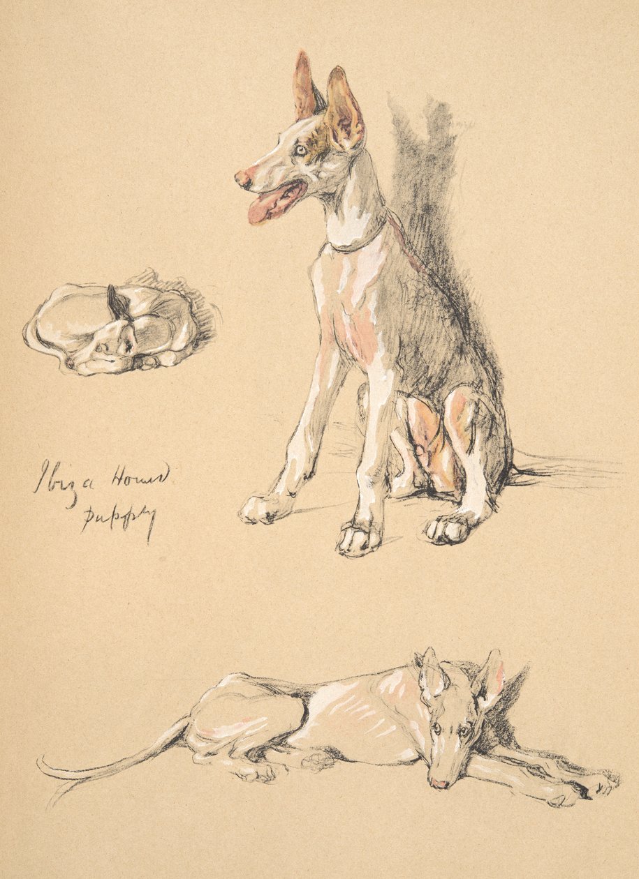 Cachorro Ibiza Hound, 1930, ilustrações de seu caderno de desenho usado para apenas entre amigos, Aldin, Cecil Charles Windsor (1870-1935), mais tarde publicado pela Eyre e Spottiswoode Limited, 1934, giz e Ch de Cecil Charles Windsor Aldin