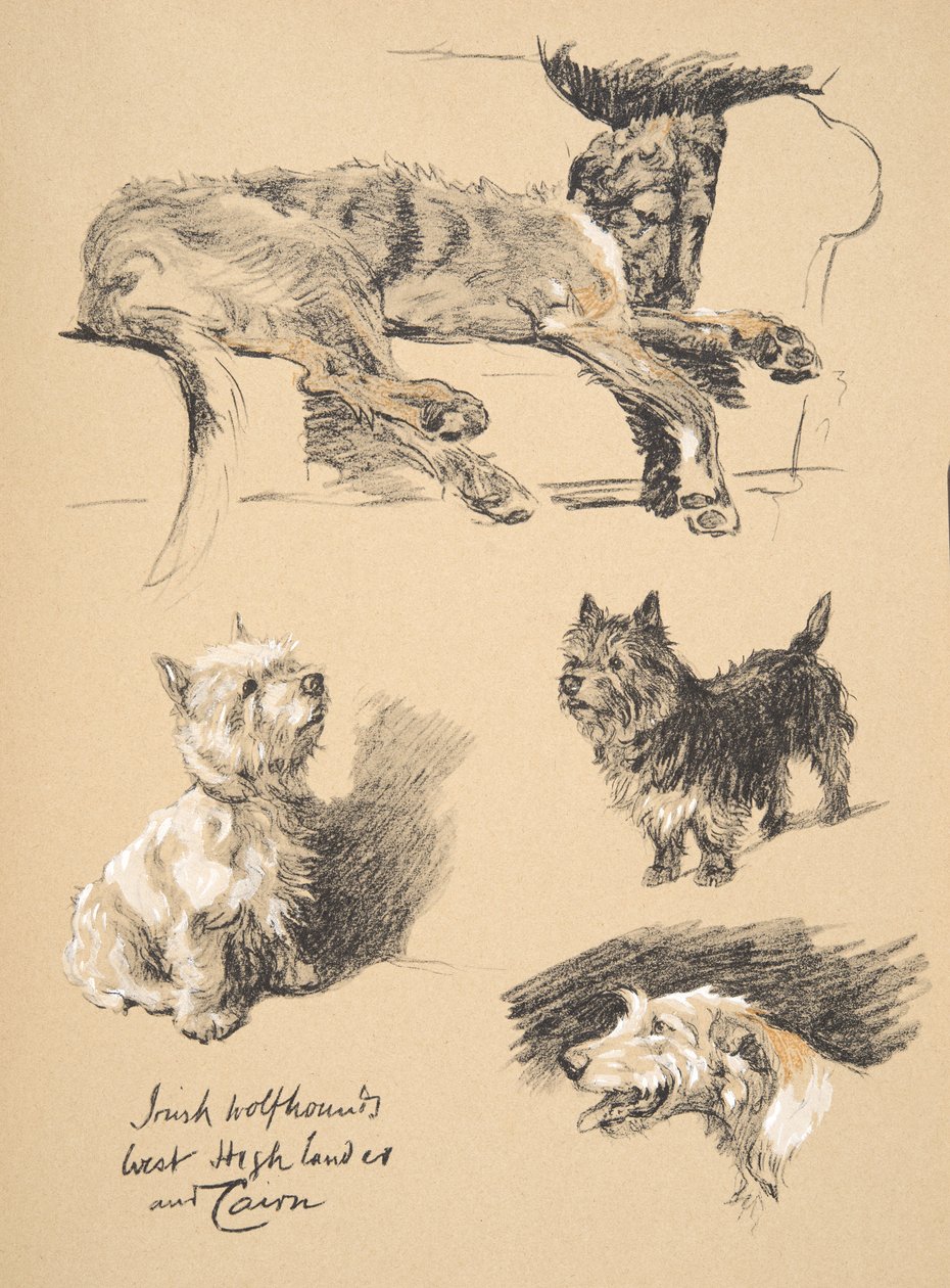 Wolfhound irlandês, West Highlander e Cairn, 1930, ilustrações de seu caderno de desenho usado para &39;Só entre amigos&39;, Aldin, Cecil Charles Windsor (1870-1935), mais tarde publicado pela Eyre e Spottiswoode L de Cecil Charles Windsor Aldin