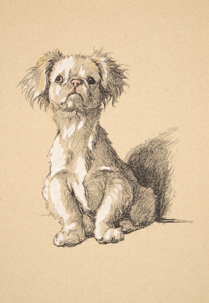 Peke, 1930, ilustrações de seu livro de desenho usado para apenas entre amigos, Aldin, Cecil Charles Windsor (1870-1935), mais tarde publicado pela Eyre e Spottiswoode Limited, 1934, giz e carvão em pape de Cecil Charles Windsor Aldin