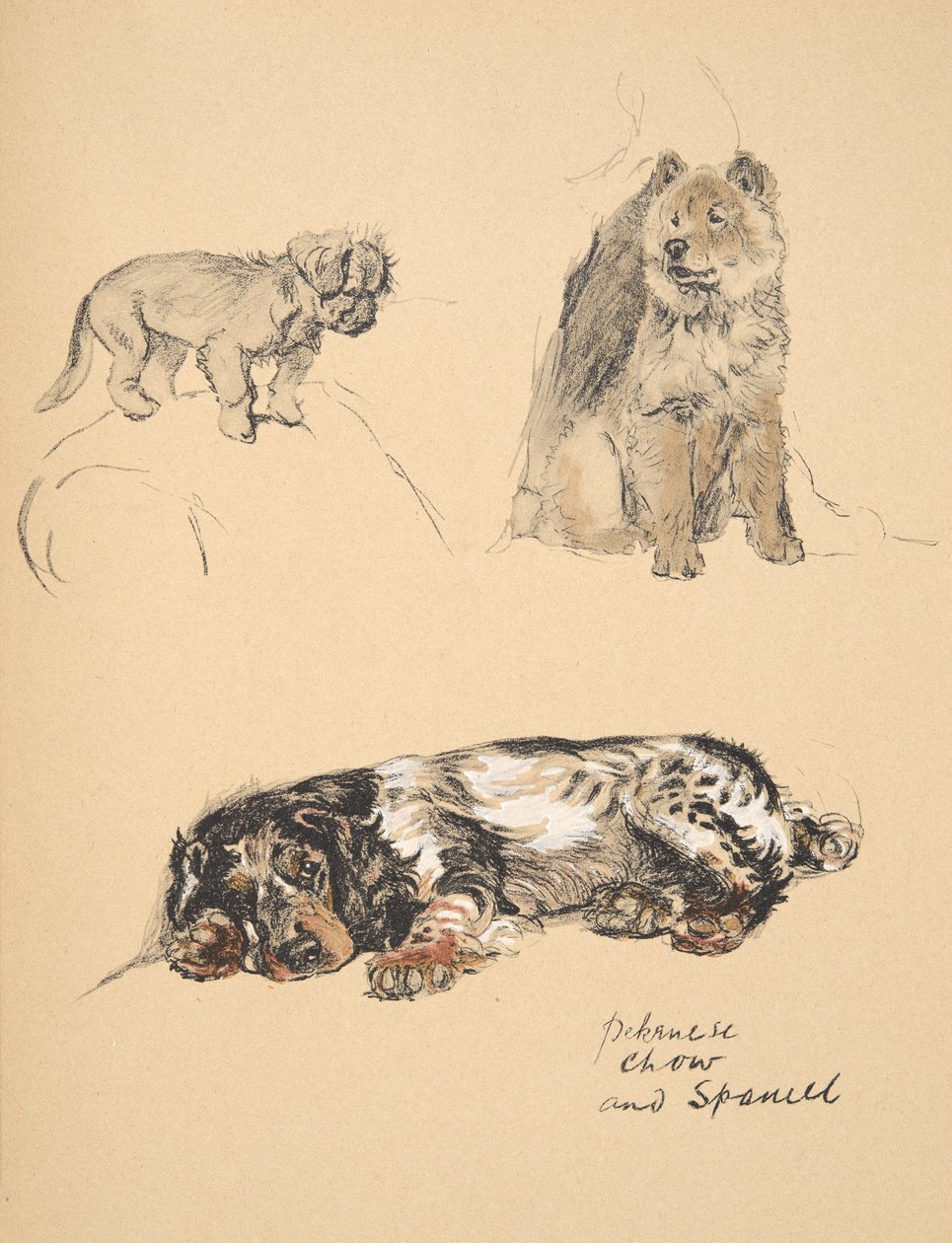Pekinese, Chow and Spaniel, 1930, ilustrações de seu livro de esboço usado para apenas entre amigos, Aldin, Cecil Charles Windsor (1870-1935), mais tarde publicado pela Eyre e Spottiswoode Limited, 1934, Chal de Cecil Charles Windsor Aldin