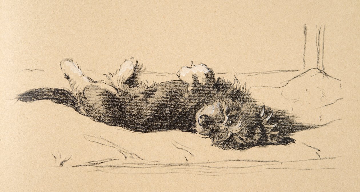 Áspero Daschund Puppy Detail, 1930, ilustrações de seu Sketch Book usado para apenas entre amigos, Aldin, Cecil Charles Windsor (1870-1935), mais tarde publicado pela Eyre e Spottiswoode Limited, 1934, Cha de Cecil Charles Windsor Aldin