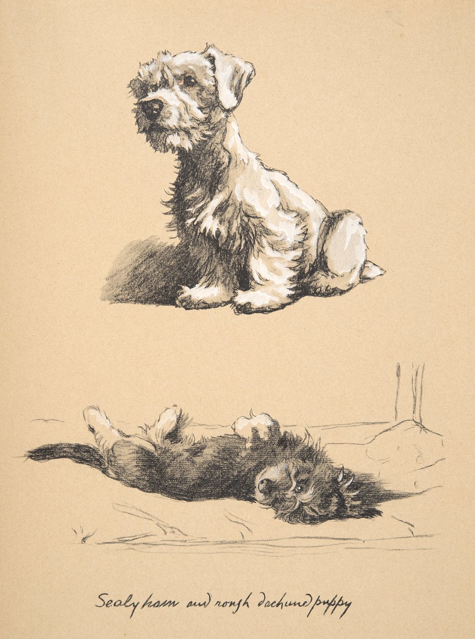 Filhote de cachorro Sealyham and Rough Dachund, 1930, ilustrações de seu caderno de esboços usado apenas entre amigos, mais tarde publicado por Eyre e Spottiswoode Limited, 1934 (giz e charcolal no papel) de Cecil Charles Windsor Aldin