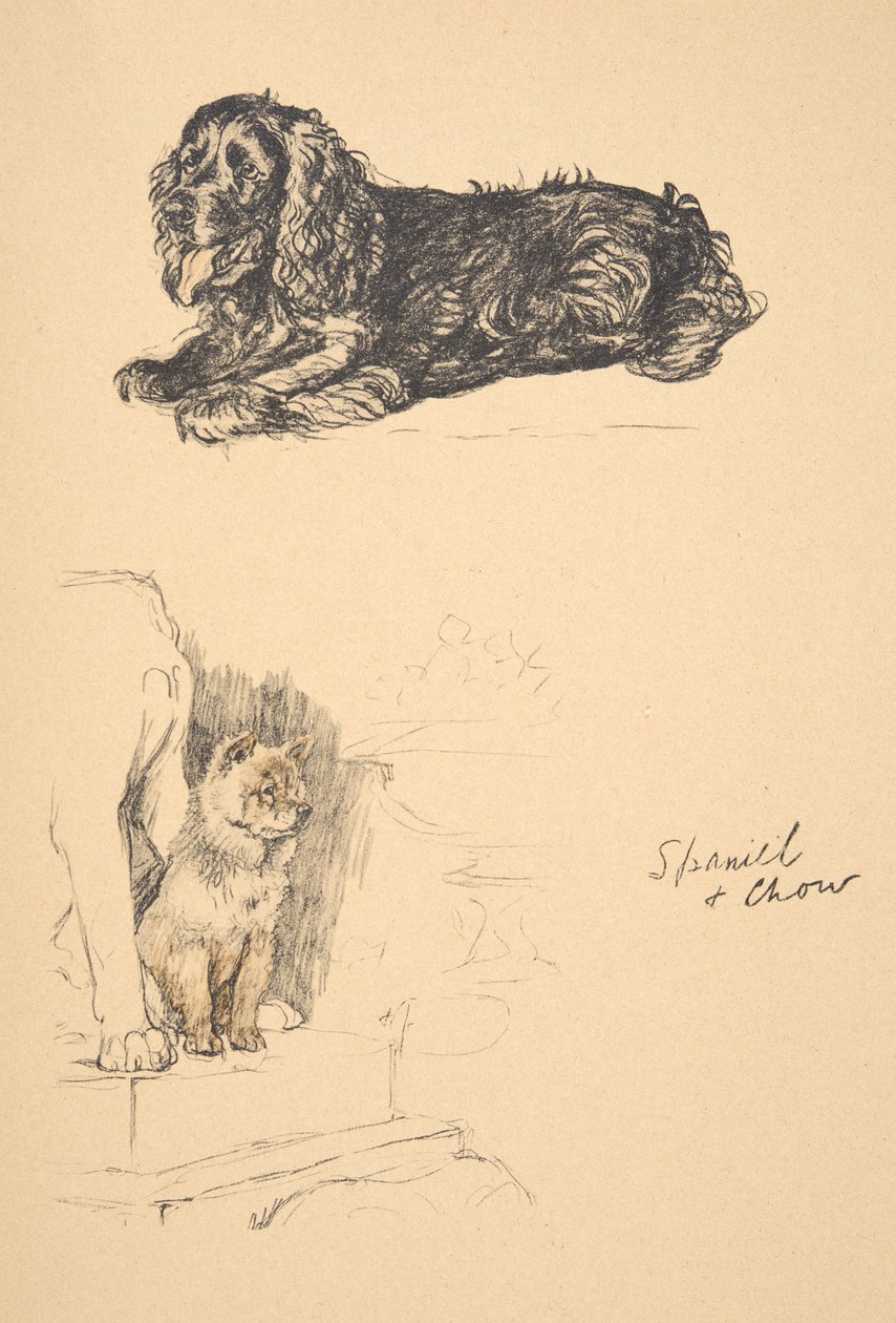 Spaniel and Chow, 1930, ilustrações de seu livro de desenho usado para apenas entre amigos, Aldin, Cecil Charles Windsor (1870-1935), mais tarde publicado pela Eyre e Spottiswoode Limited, 1934, giz e Char de Cecil Charles Windsor Aldin