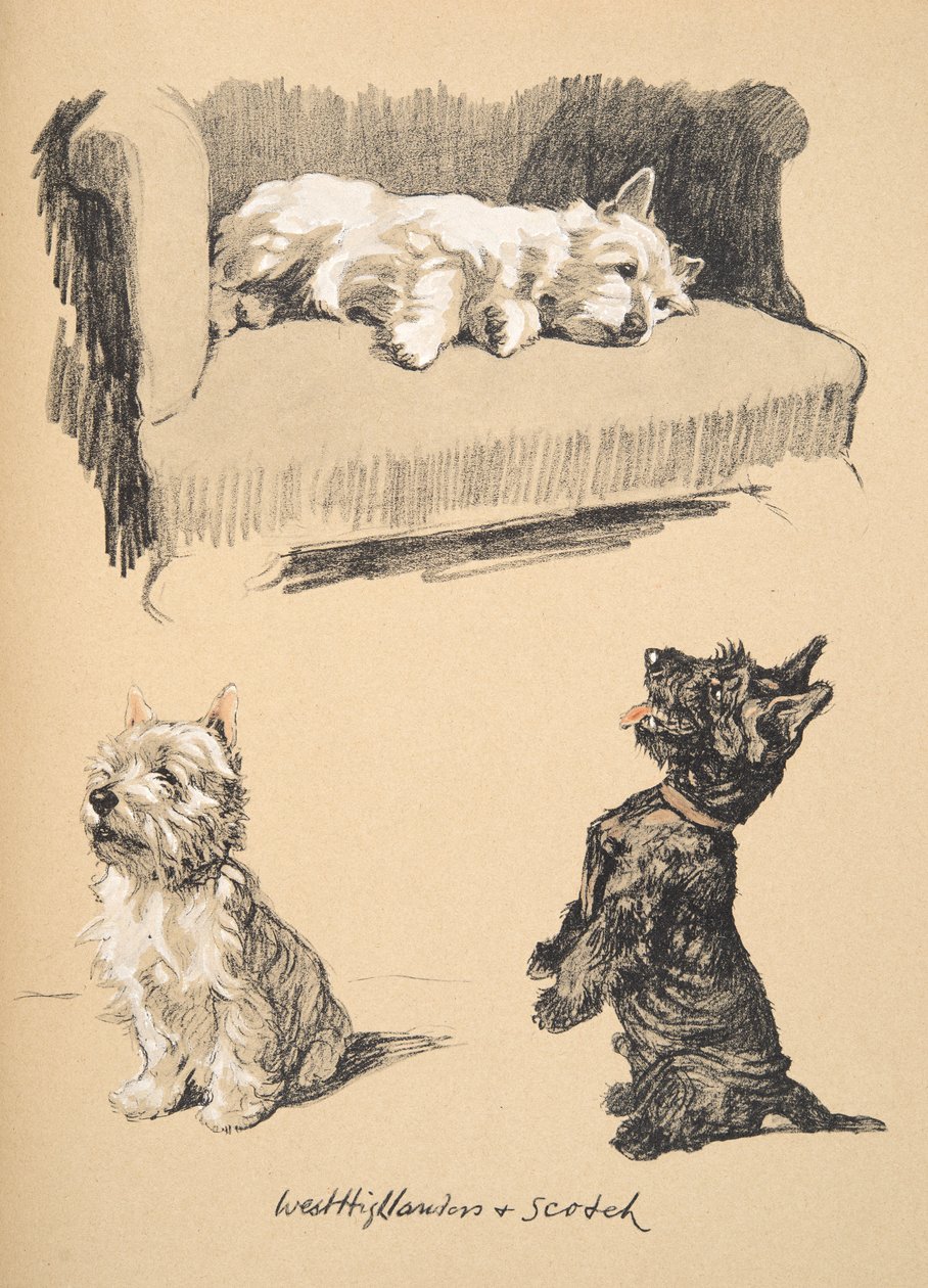 West Highlanders e Scotch, 1930, ilustrações de seu caderno de desenho usado para apenas entre amigos, mais tarde publicado pela Eyre e Spottiswoode Limited, 1934 (giz e charcolal no papel) de Cecil Charles Windsor Aldin