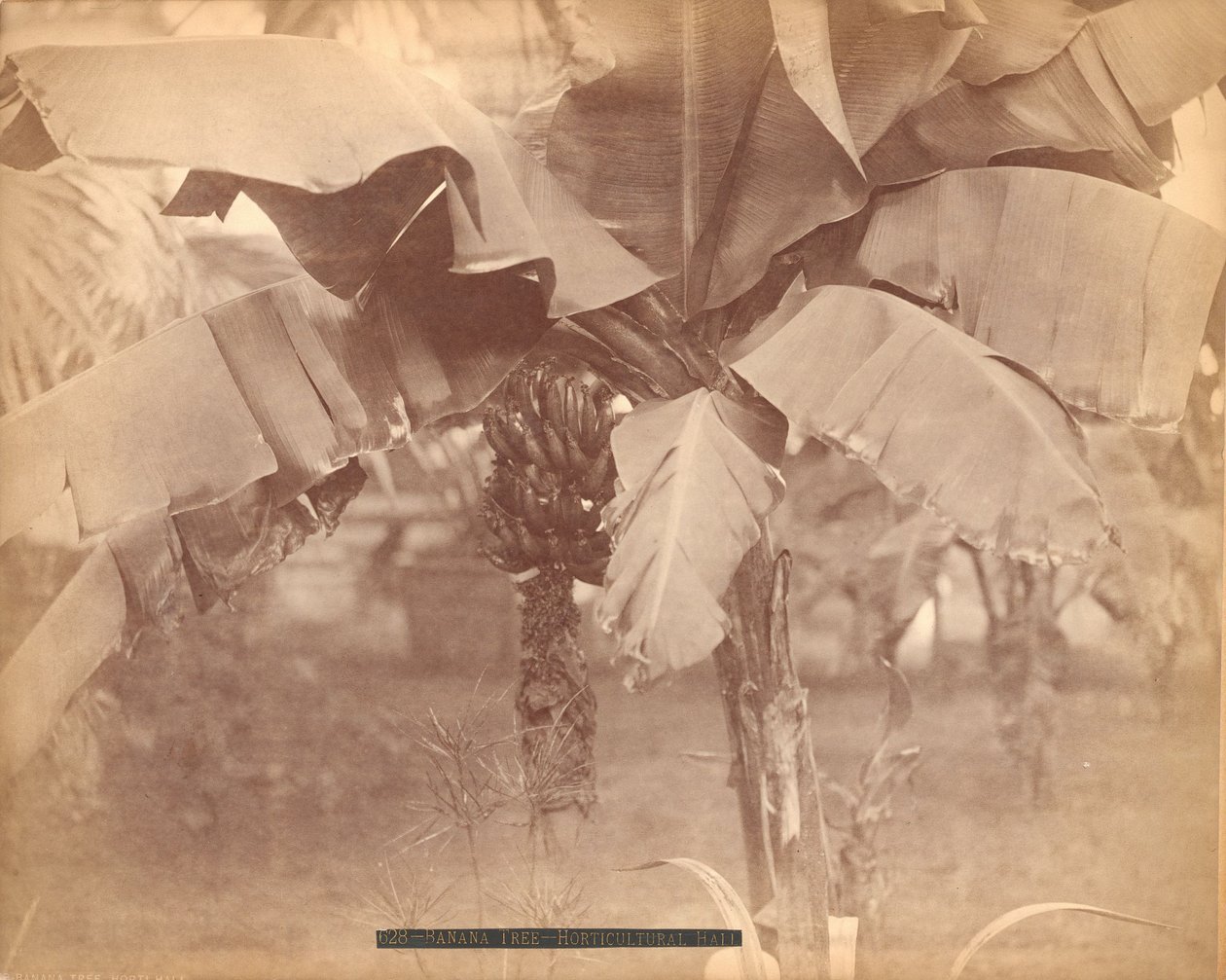 Bananeira, Salão de Horticultura, Exposição do Centenário, Filadélfia de Centennial Photographic Co.