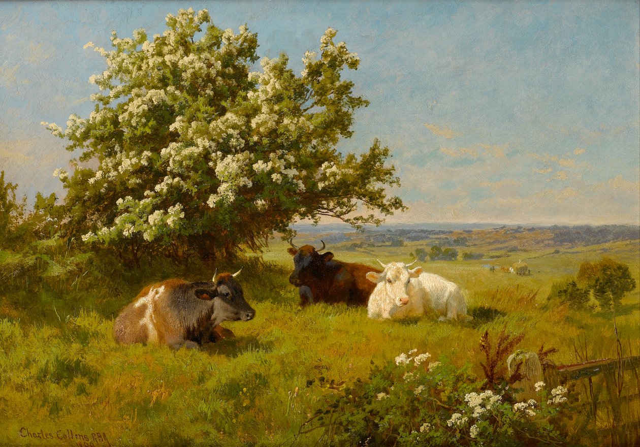 Vacas em um prado, 1899 de Charles Collins