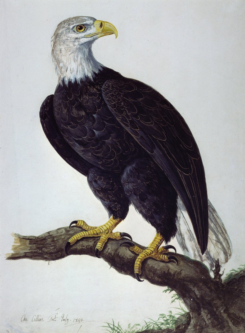 Águia-pescadora-de-cabeça-branca de Charles Collins