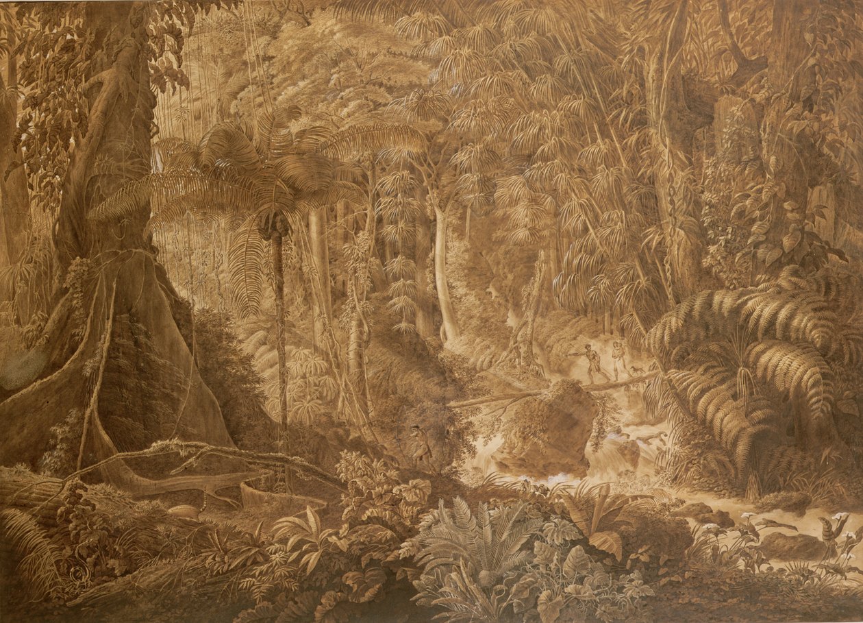 Mata virgem brasileira, c.1819 de Charles Comte de Clarac