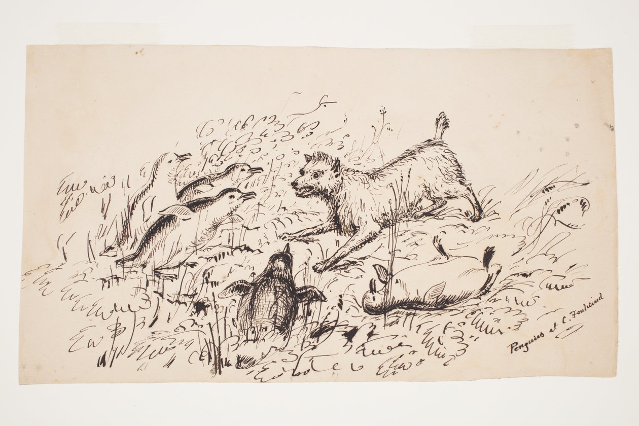 Pinguins no cabo Foulwind de Charles Heaphy
