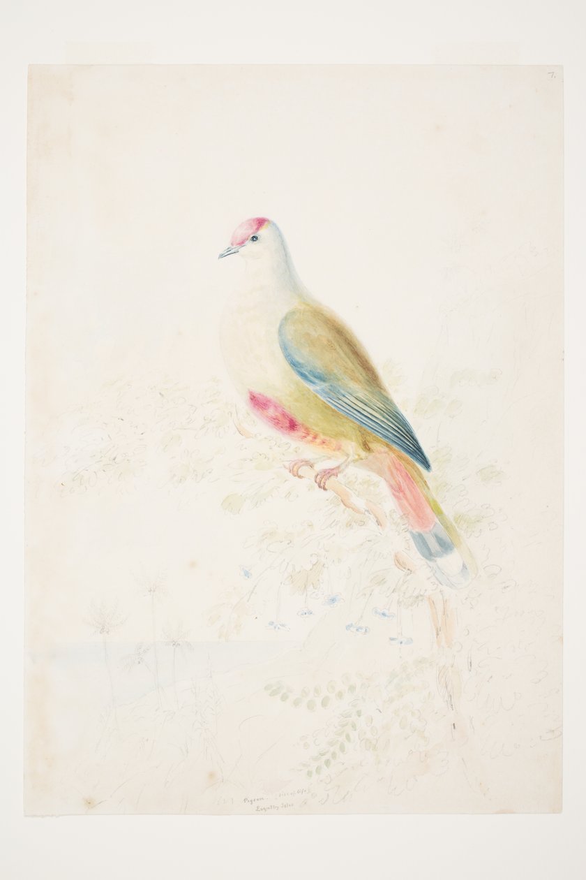 Pombo (tamanho de vida) Loyalty Isles por Charles Heaphy de Charles Heaphy