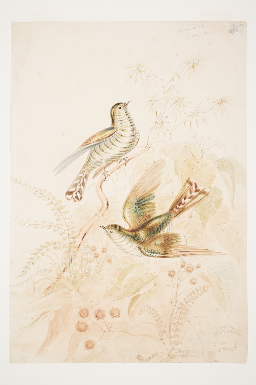 Eu tenho uma folha longa (Pipiwharauroa) Cuco NZ de Charles Heaphy