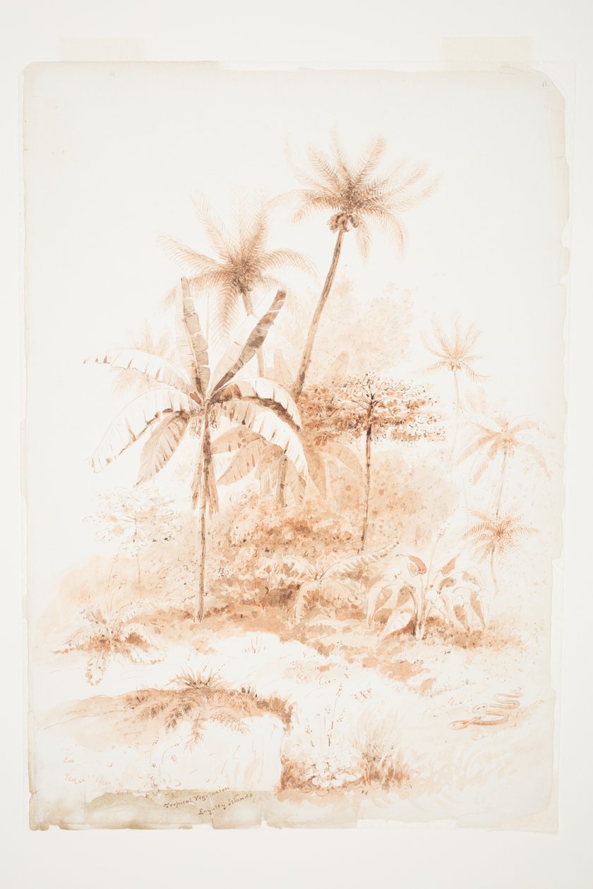 Vegetação Tropical, Ilhas Loyalty de Charles Heaphy
