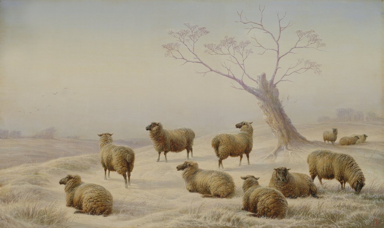 Ovelhas na neve, 1880 de Charles Jones