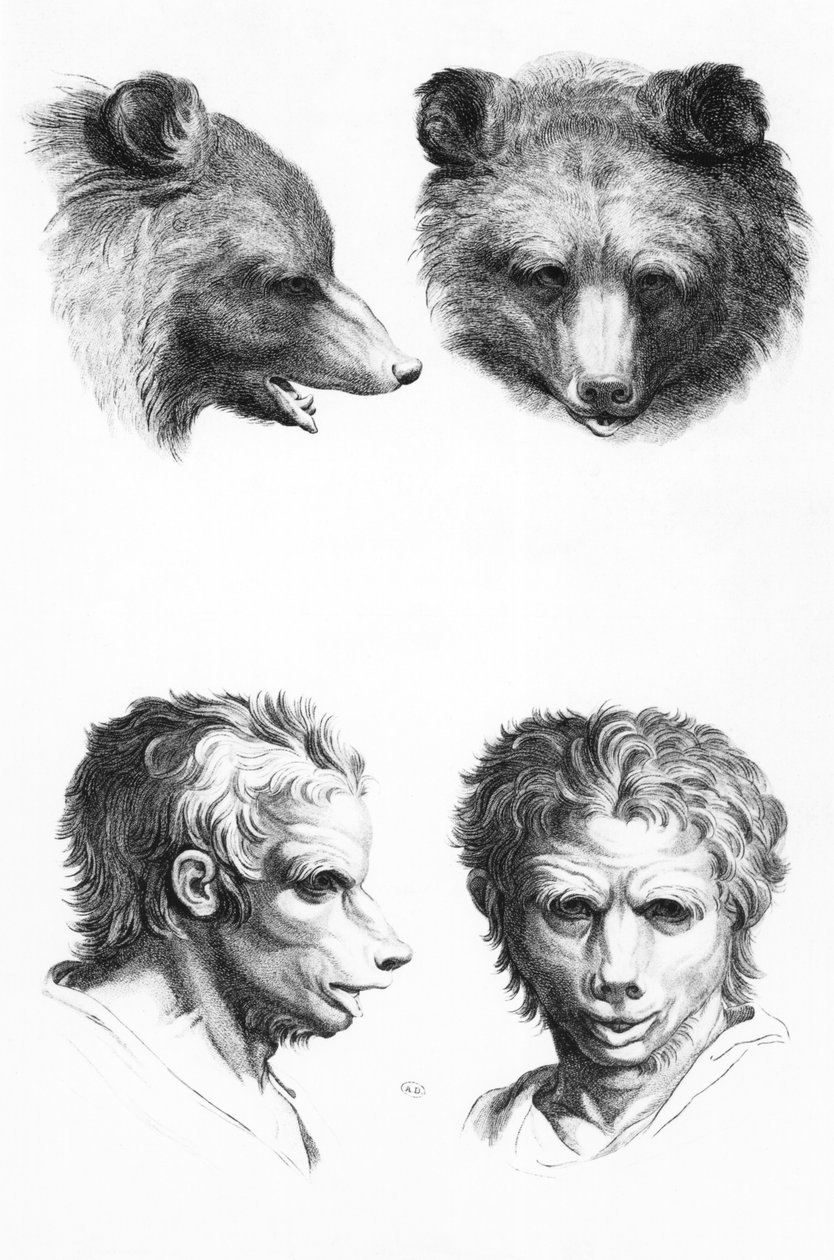Semelhanças entre a cabeça de um urso e um homem, de "Portrait book para quem começa a desenhar" por Le Brun de Charles Le Brun