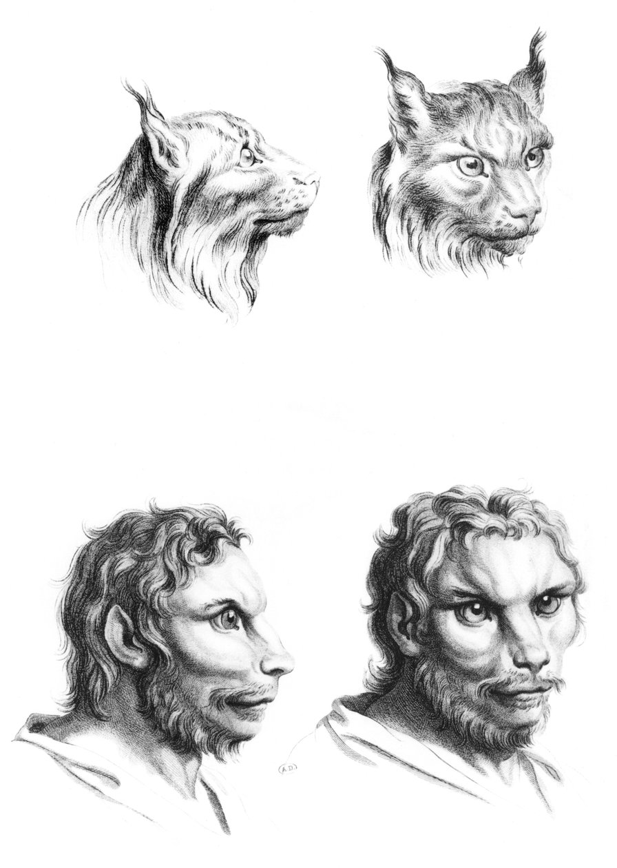 Semelhanças entre as cabeças de um lince e um homem, de "Livro de retrato para quem começa a desenhar" por Le Brun de Charles Le Brun