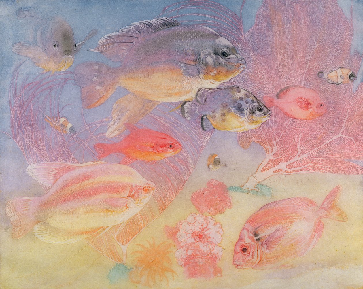 Peixe tropical de Charles Maurice Detmold