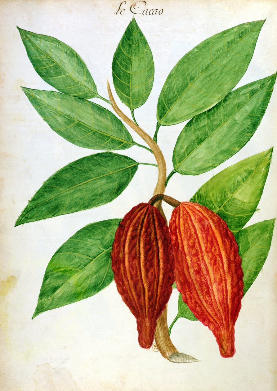 Cacau, de um manuscrito sobre plantas e civilização nas Antilhas, c.1686 de Charles Plumier