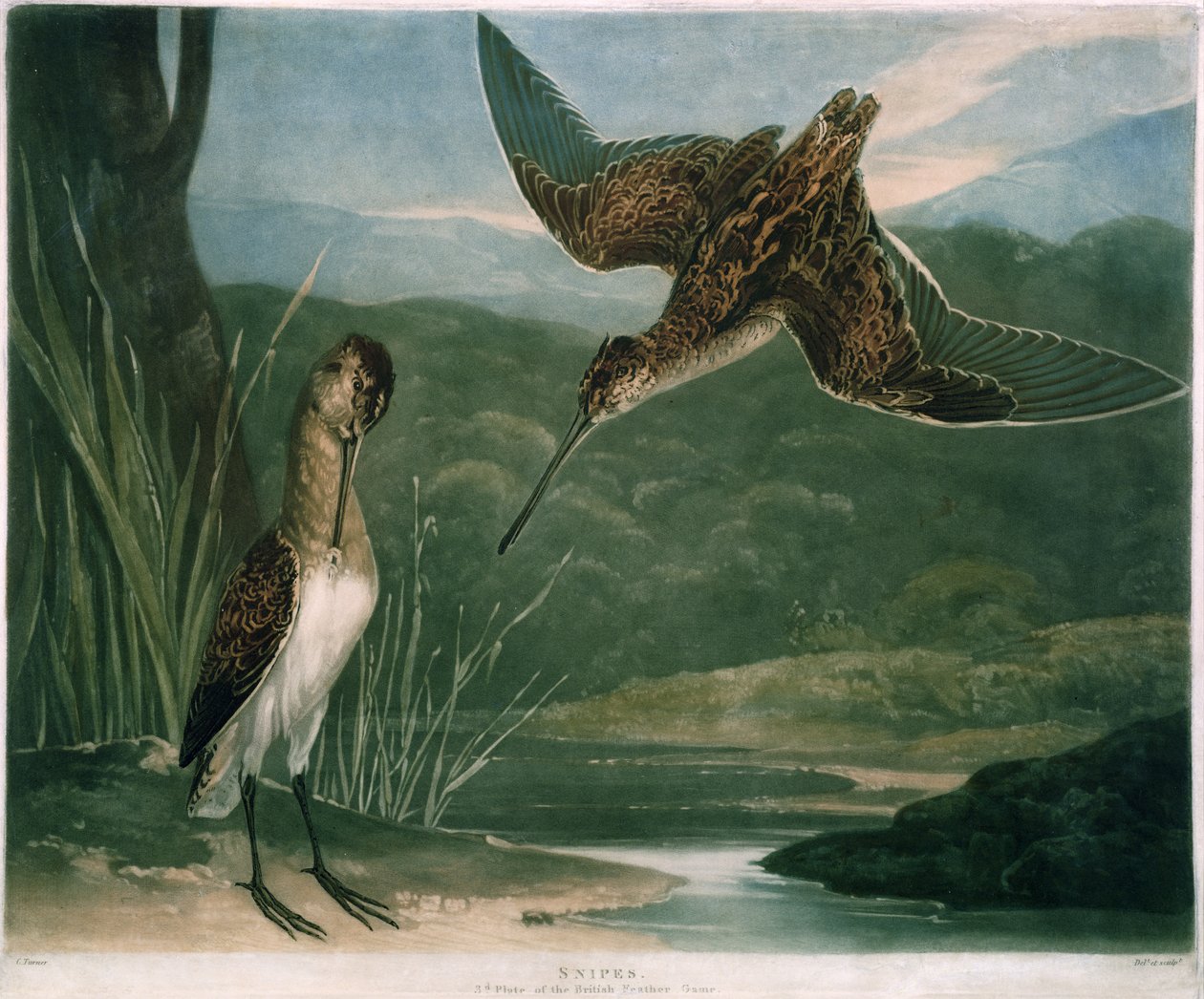 Snipes, prato 3 do British Feather Game, gravado pelo artista, pub. por R. Ackermann, c.1810 (gravura em mezzotint) de Charles Yardley Turner