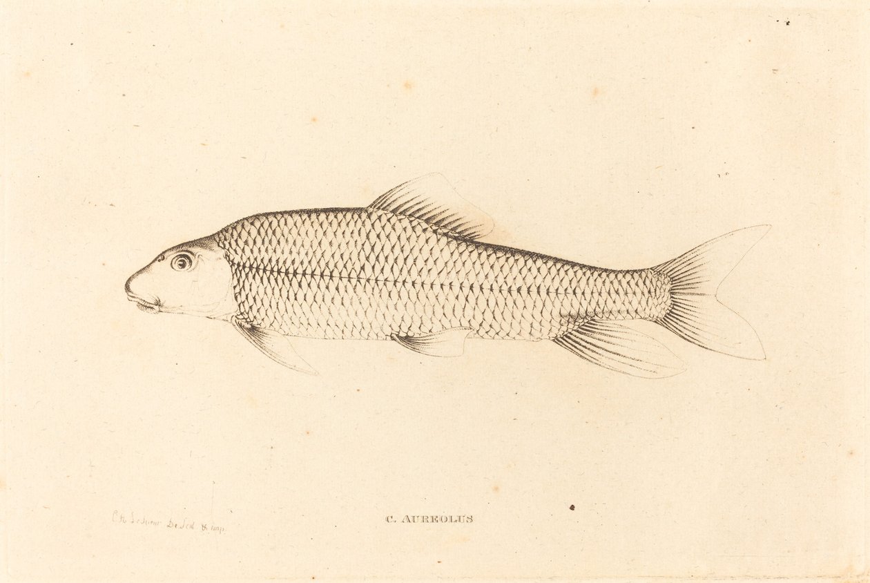 C. Auréolo de Charles Alexandre Lesueur