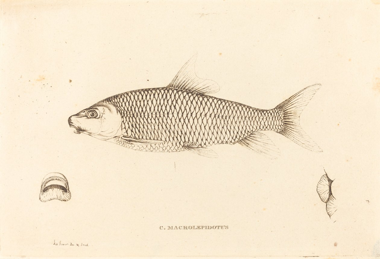 C. Macrolepidotus de Charles Alexandre Lesueur