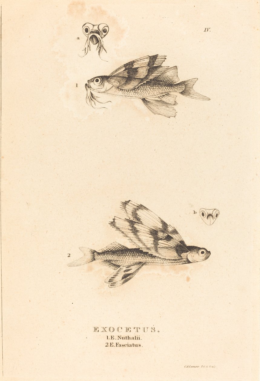 Exoceto de Charles Alexandre Lesueur