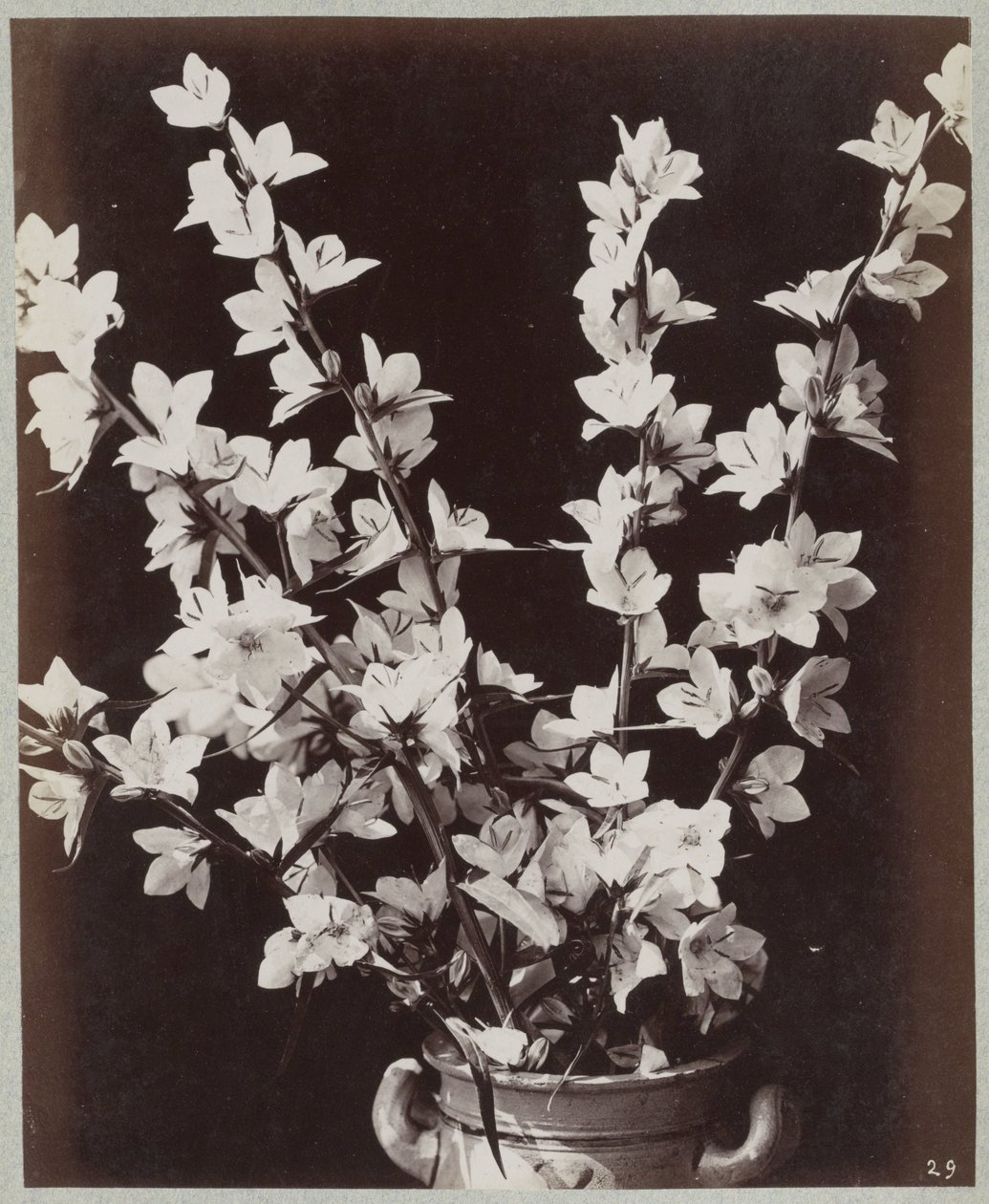 Estudo de flores com vaso de colônia de Charles Aubry (manner of)