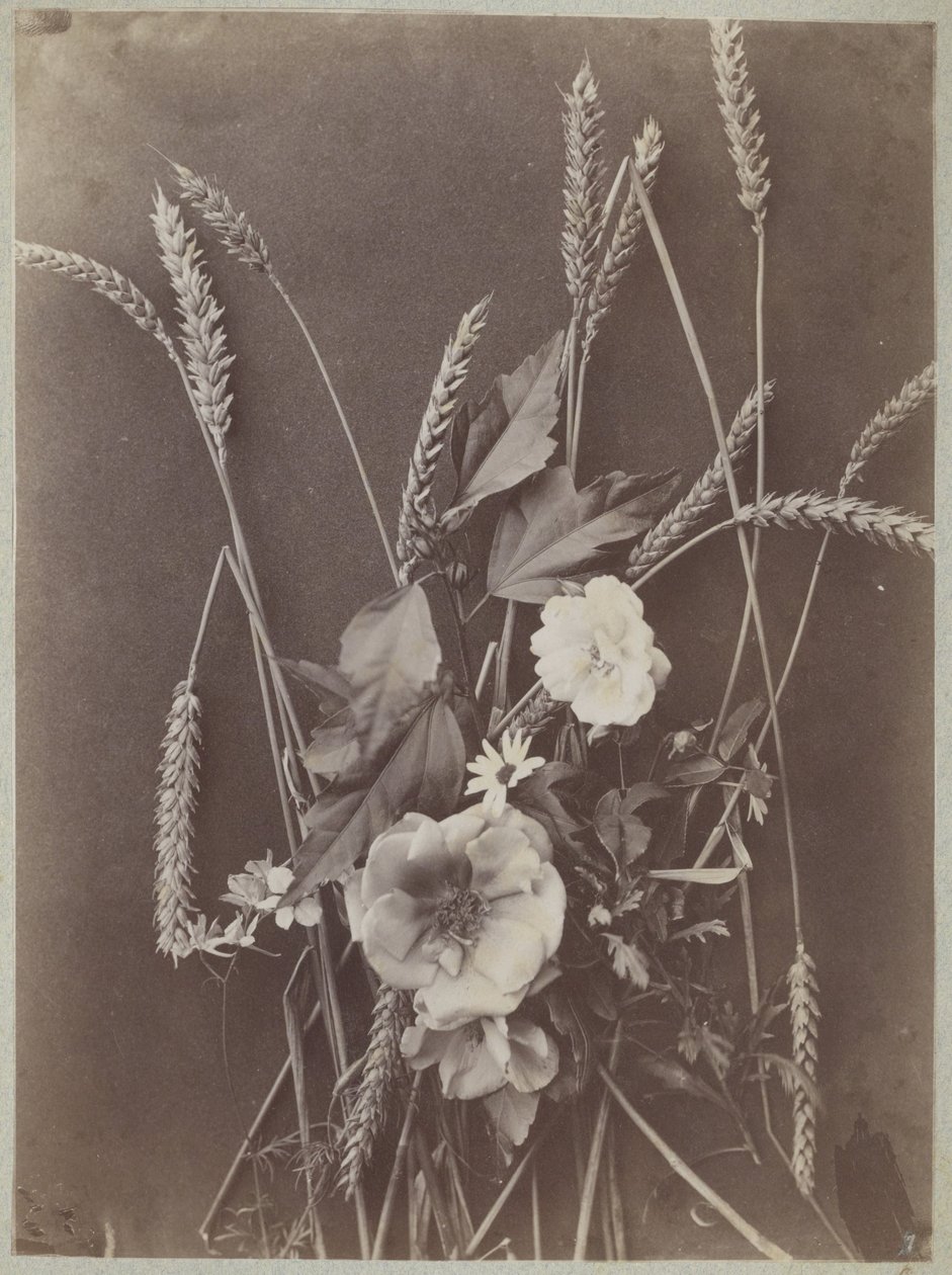 Estudo das flores com espigas de milho de Charles Aubry (manner of)