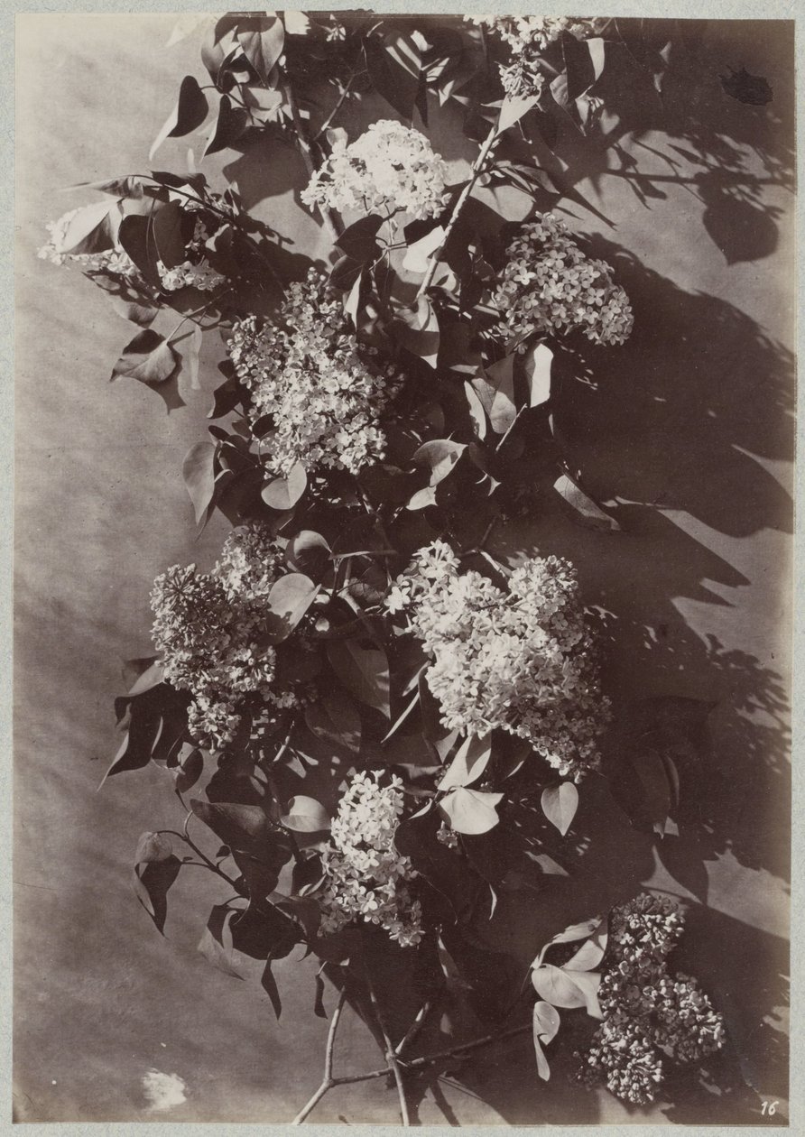 Estudo de flores com galhos de Charles Aubry (manner of)
