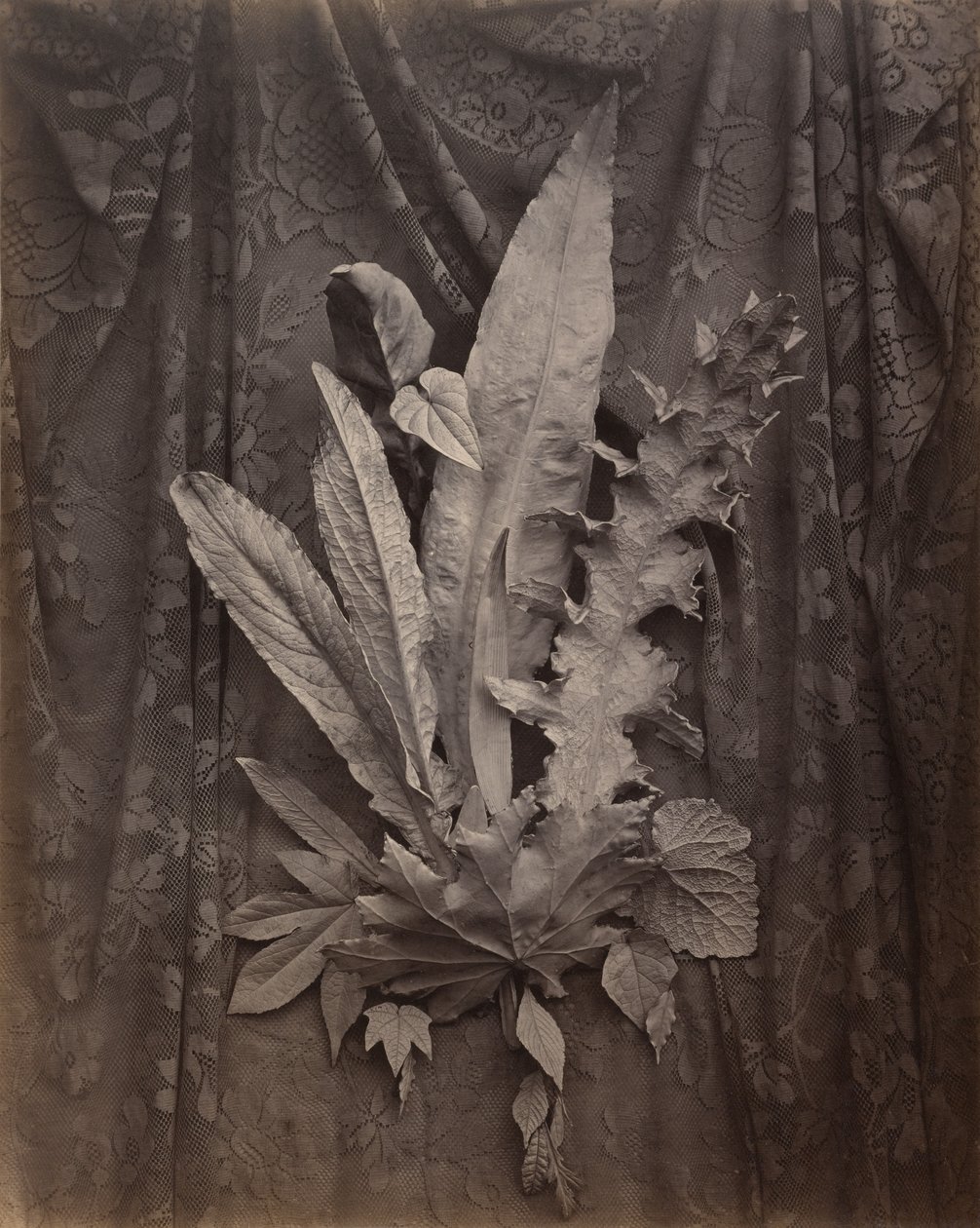 [Um arranjo de folhas de tabaco e erva]. de Charles Aubry