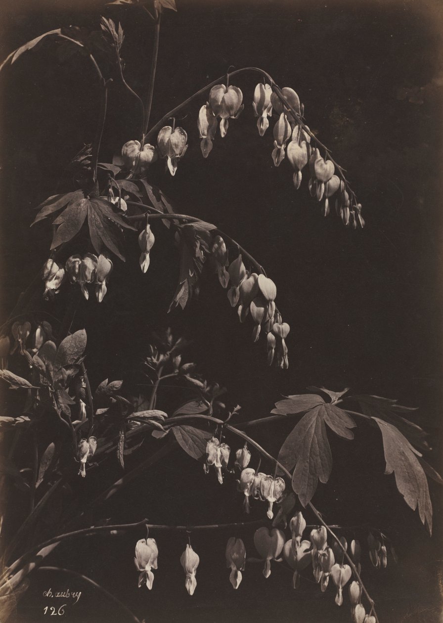 Corações de sangramento florais de natureza morta, c. 1865 de Charles Aubry