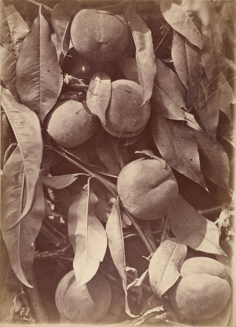 Pêssegos de Charles Aubry