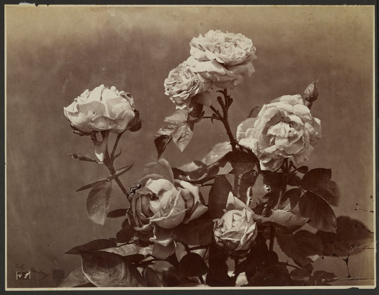 [Rosas] de Charles Aubry