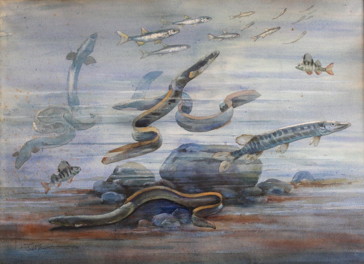 Sea Fish, c.1907 (aguarela) de Charles Bernier