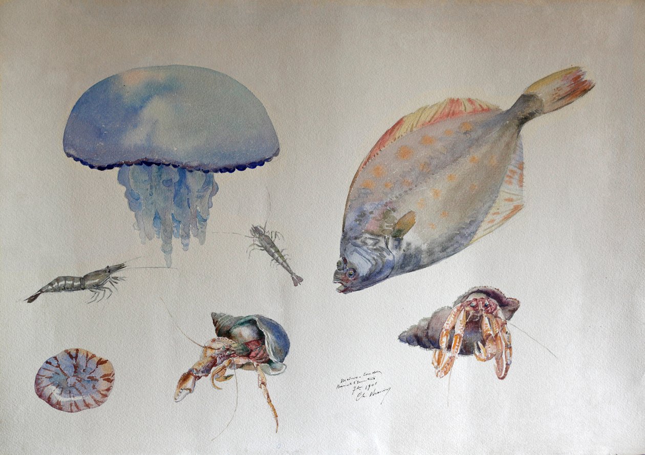 Aguarela com medusas, c.1901 (aguarela) de Charles Bernier
