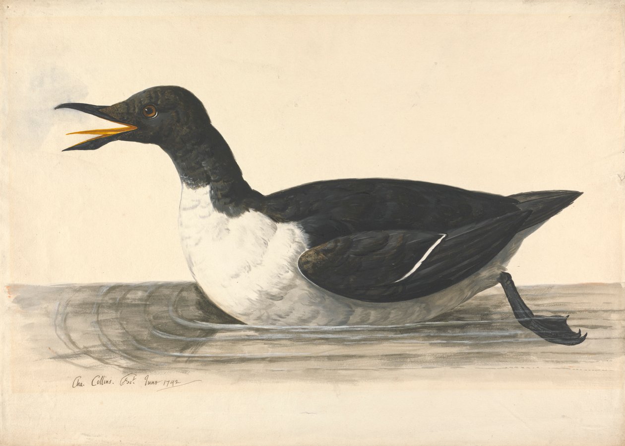 Um Guillemot, Junho de 1742 de Charles Collins