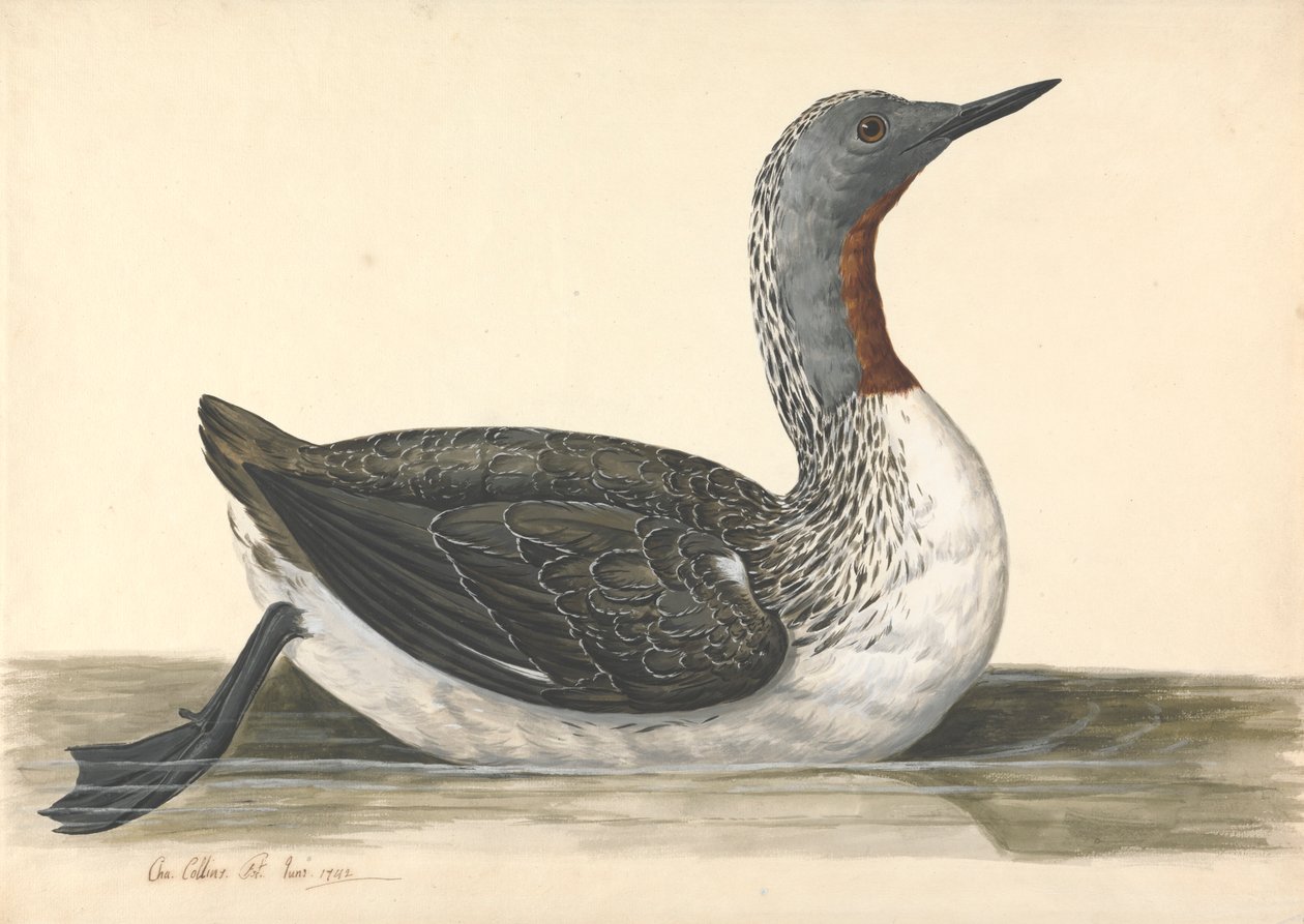 Um Mergulhador Garganta Vermelha, Junho 1742 de Charles Collins