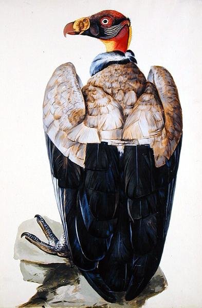 Um abutre (guache sobre papel) de Charles Collins