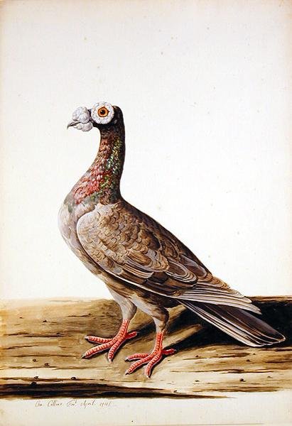Um Woodgrouse, Hen de Charles Collins