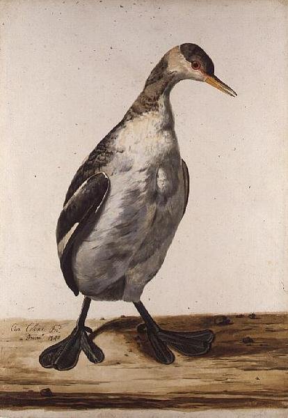 The Greater Loon (aquarela sobre papel) de Charles Collins