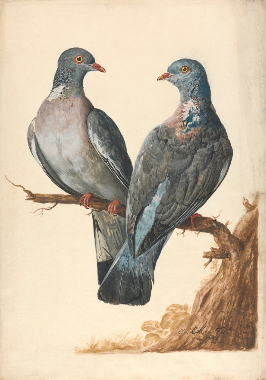 Dois Pombos de Madeira de Charles Collins