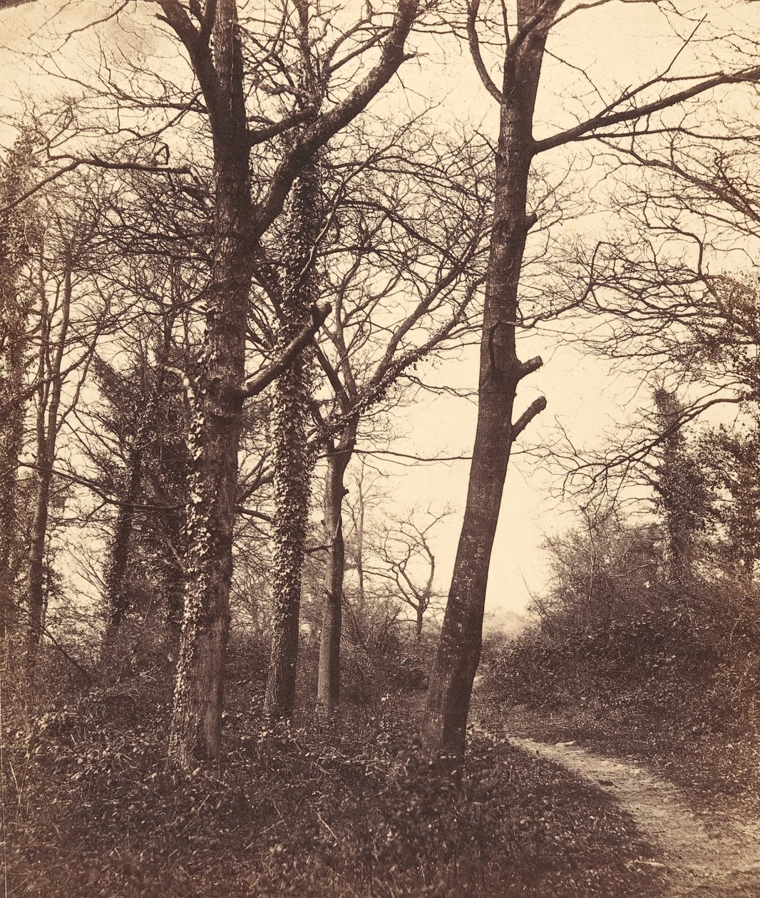Floresta. de Charles Conway