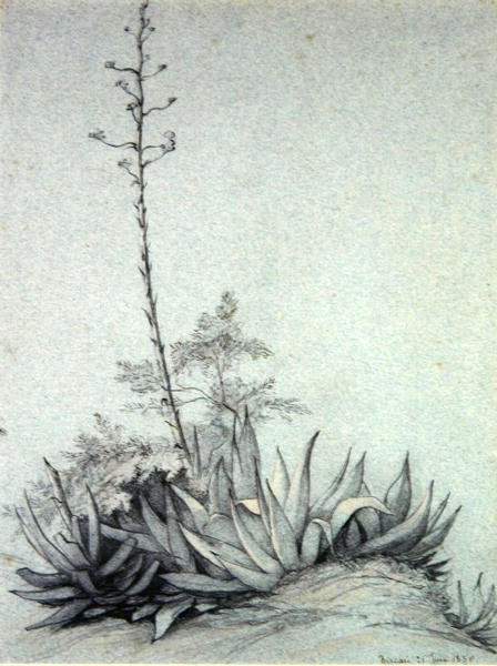 Yucca florida de Charles Damour