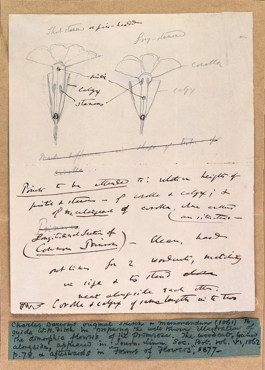 Esboço autógrafo das flores dimórficas da prímula, 1861 de Charles Darwin